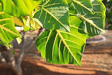 《僵尸世界大战VR》官宣8月登陆MetaQuest与SteamVR平台